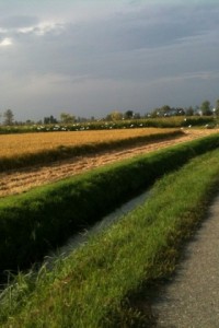 gaggiano-campi-riso